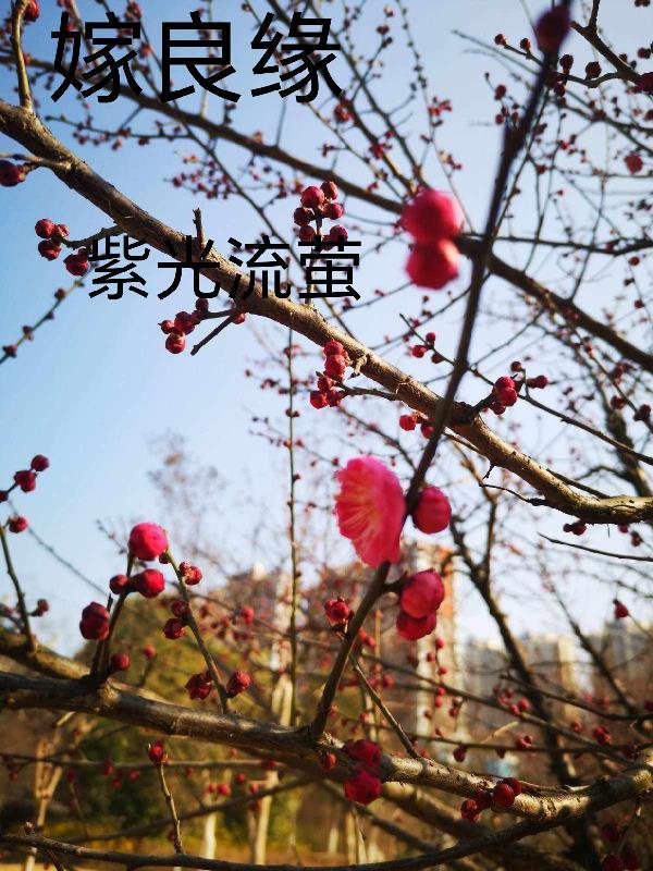 嫁良缘讲的什么